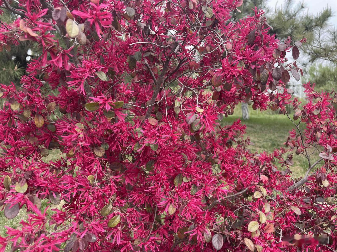 【醉桃源•寻芳陌上醉花田】
寻芳陌上醉花田，迷人四月天。
春风万缕过千山，金黄遍