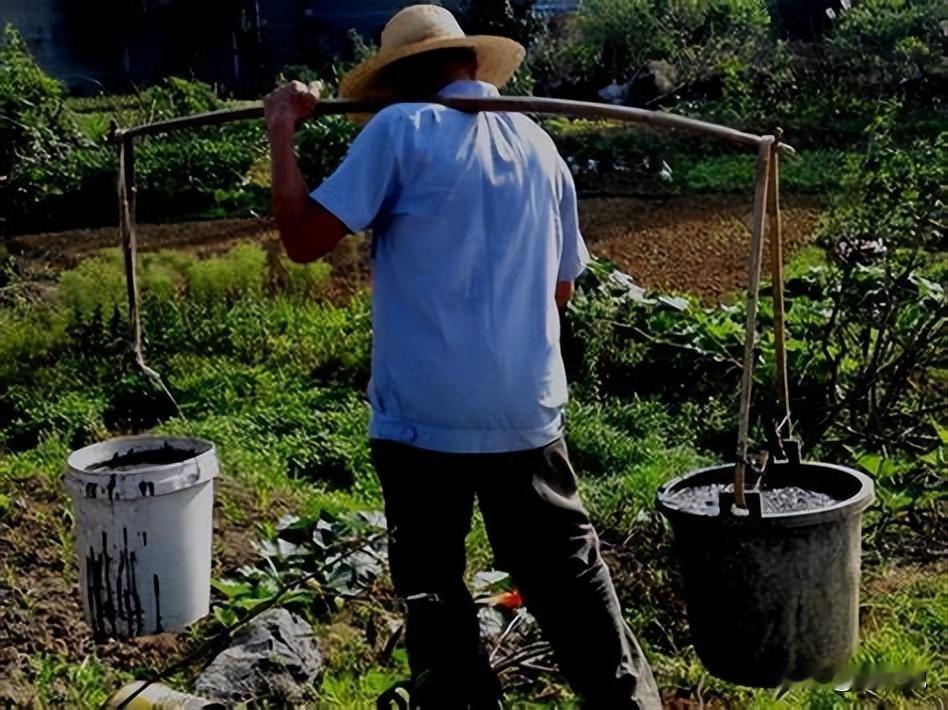 “粪水浇菜”不能吃了？中科院的院士曾毅在接受采访时表示，粪水浇灌的蔬菜会对身体造