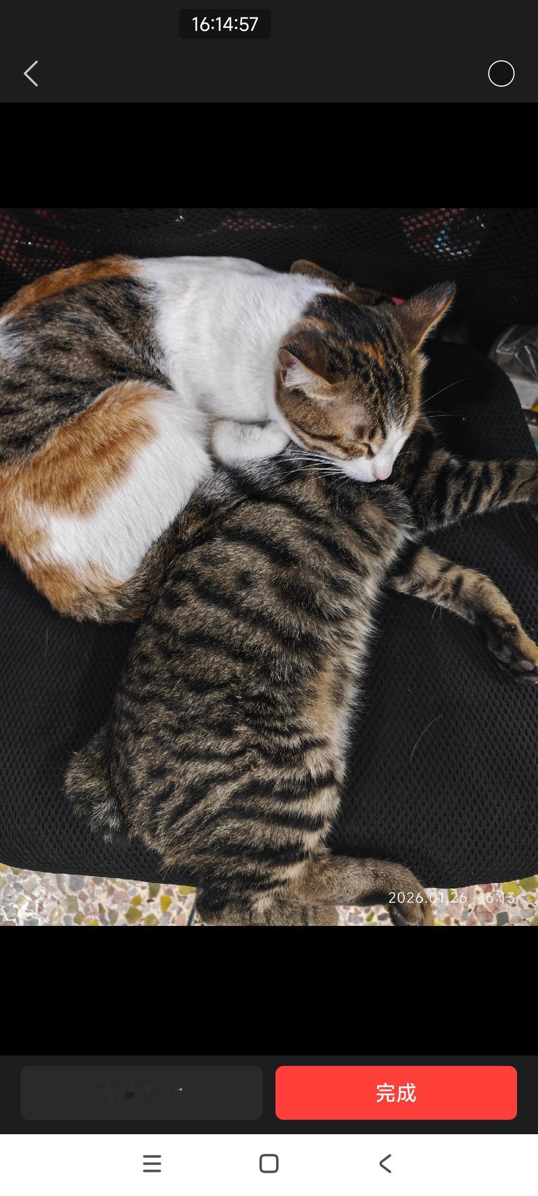 小猫：把猫猫当抱枕真舒服！

猫妈妈：生个儿子等枕头真不错。

这两只猫是母子。