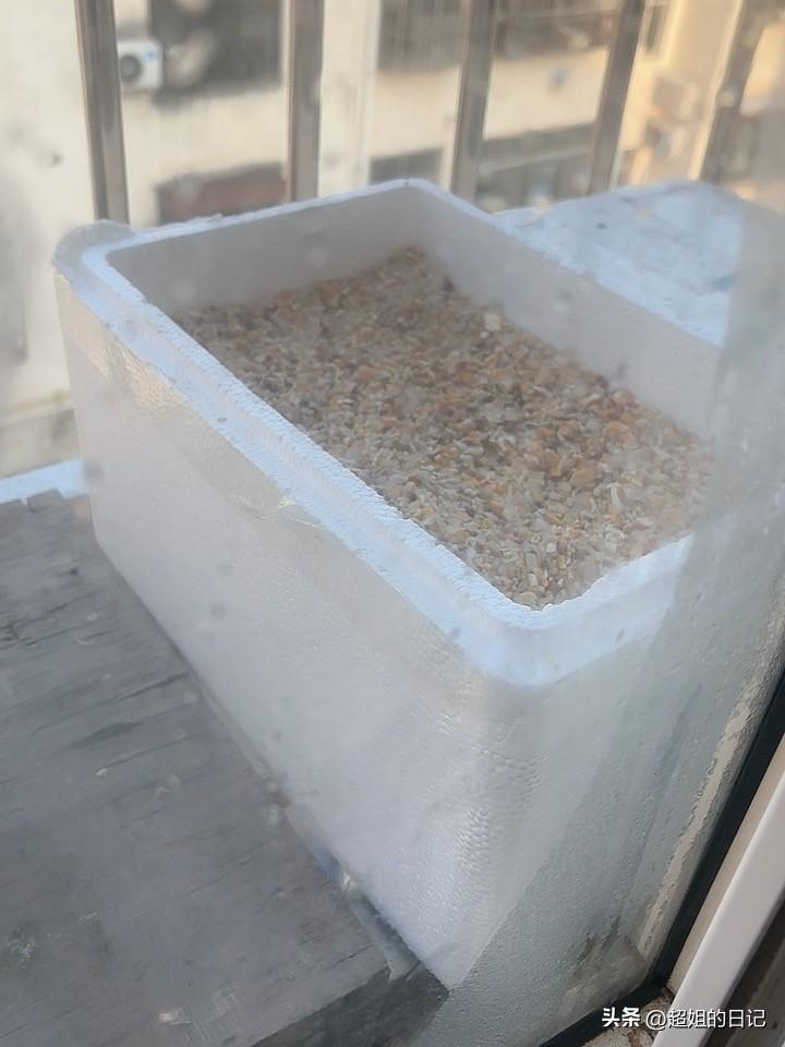 最开心的莫过于今天给鸟买的新粮食，它们很喜欢吃，换的新容器，它们也不排斥。
最近