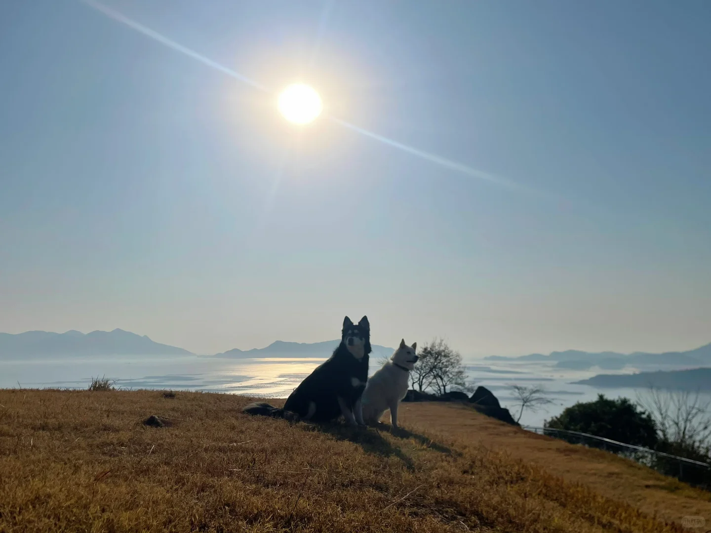 在霞浦拍到的狗生照片