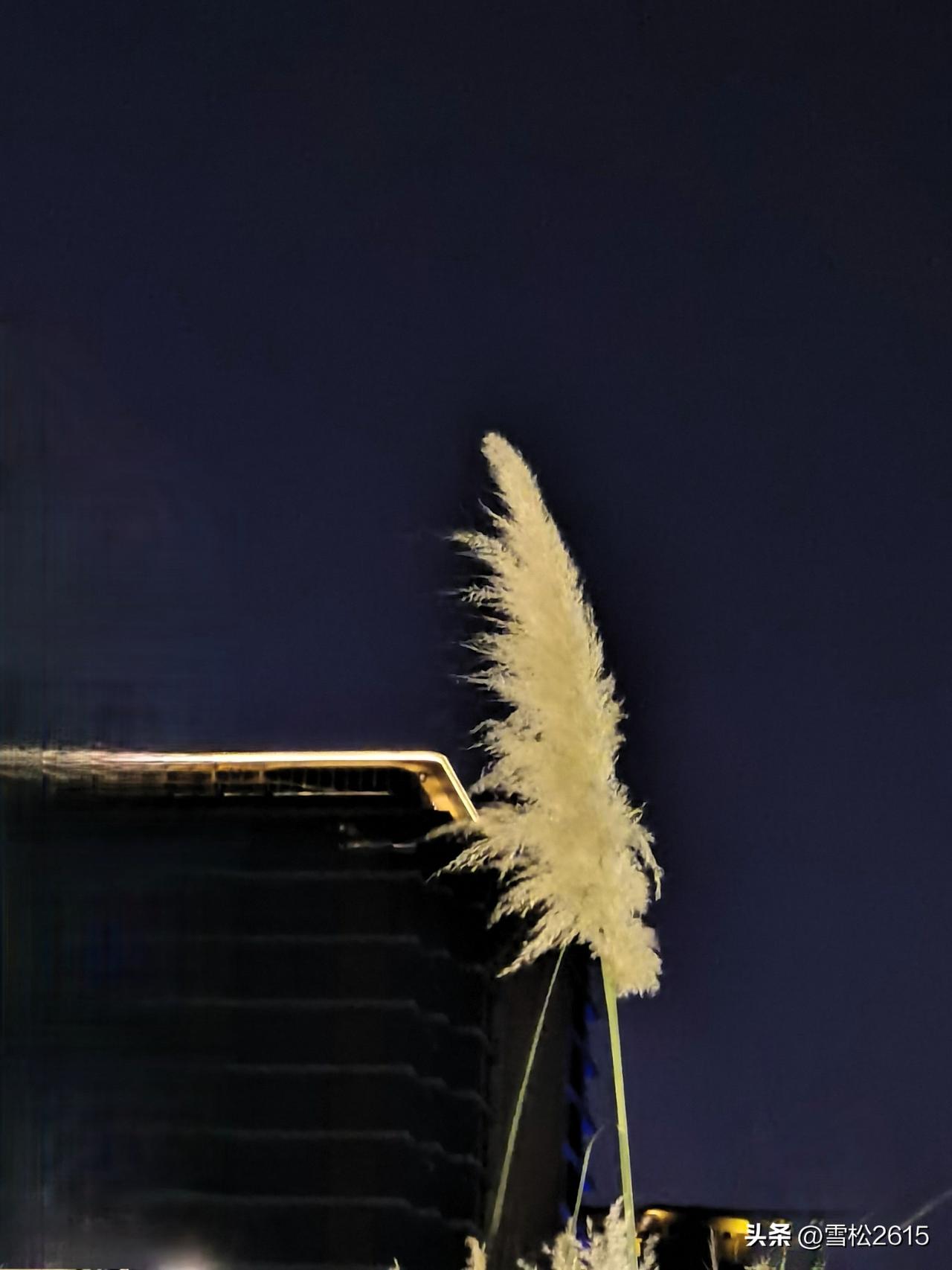 夜色中的芦苇花

夜色如墨，深邃的天幕下，芦苇在光晕中悄然发亮。

毛茸茸的花絮
