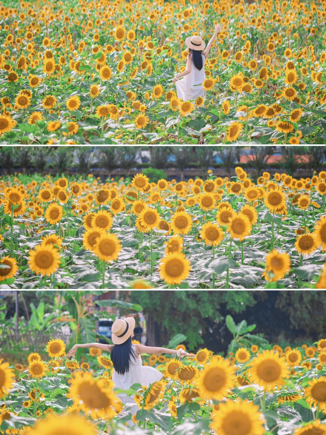 广州这片向日葵花海🌻真的是非拍不可吗❓