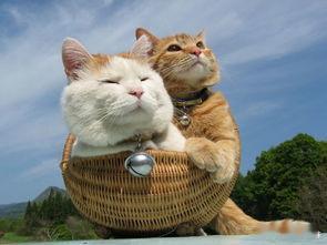 重庆五一宠物上门喂养订单翻倍京东家政宠物上门喂养上线重庆出游不停更，爱宠不缺位！