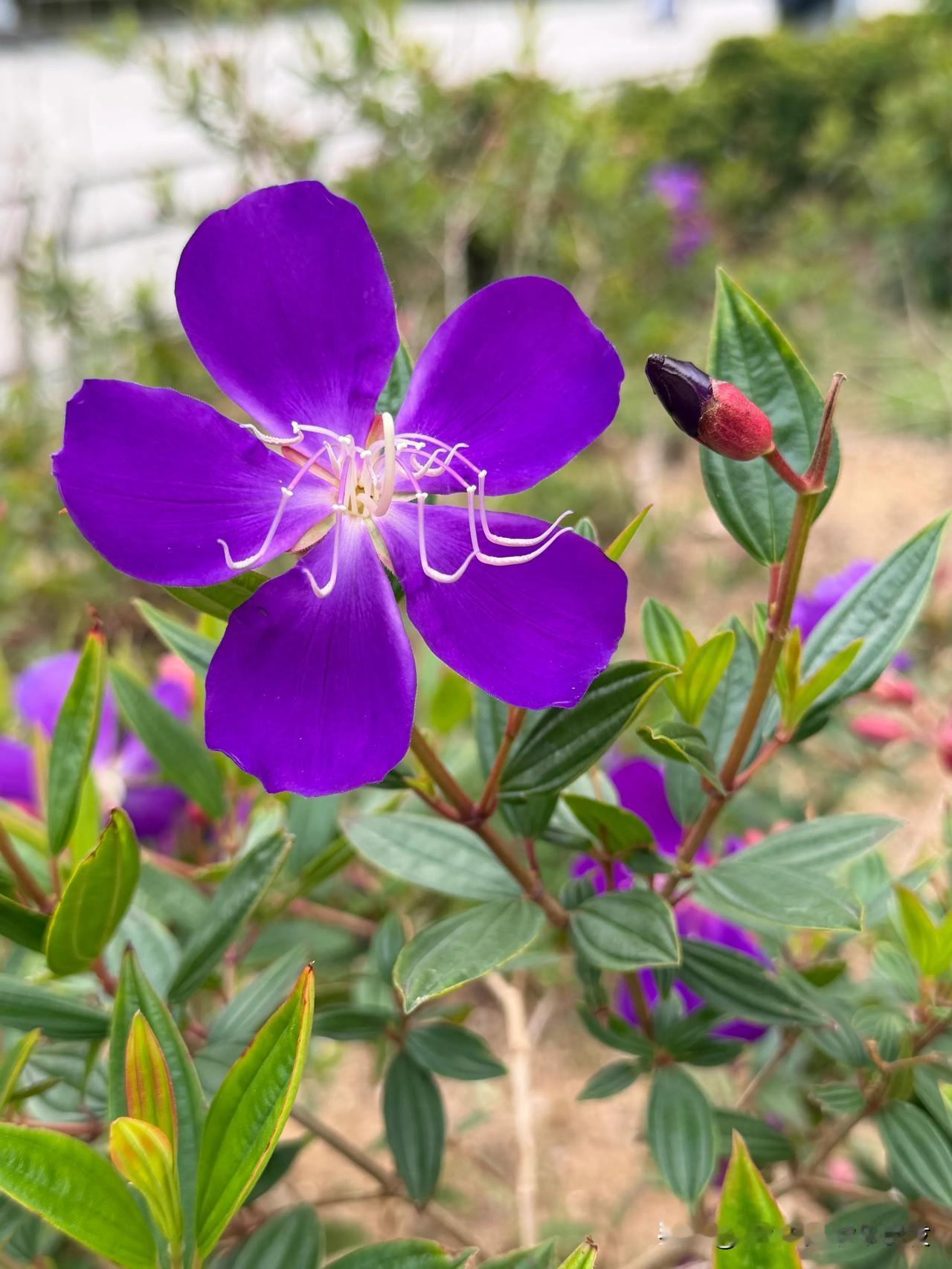 闲庭信步，寻花觅树。
举镜留春，心自安然。
春风十里不如花开满径
山河万里不及心