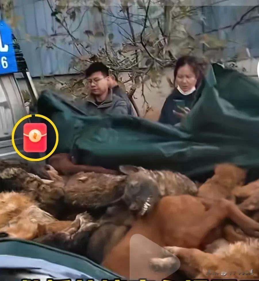 救援的速度水远还比不上伤害的速度，一天伤害那么的流浪狗死掉。令人流出眼泪，个人的