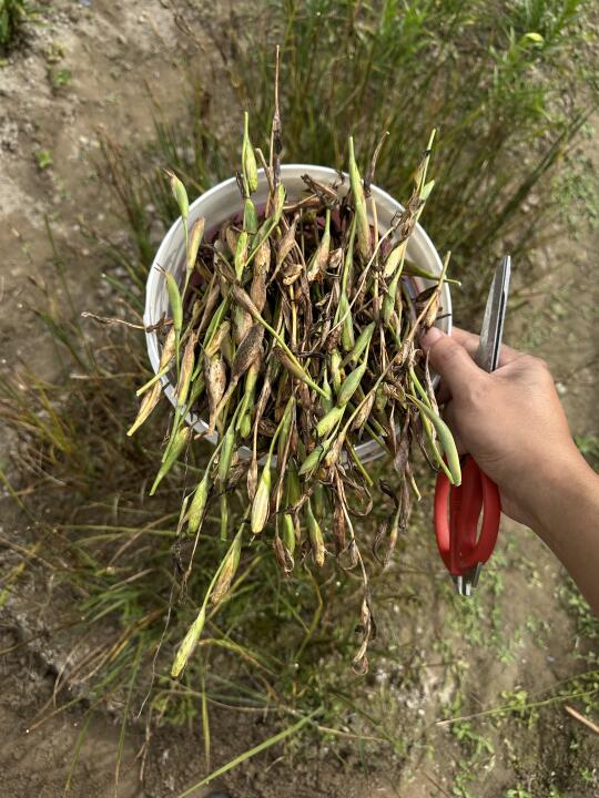 我在福州，种原生剑兰，自然杂交的种荚采收了
