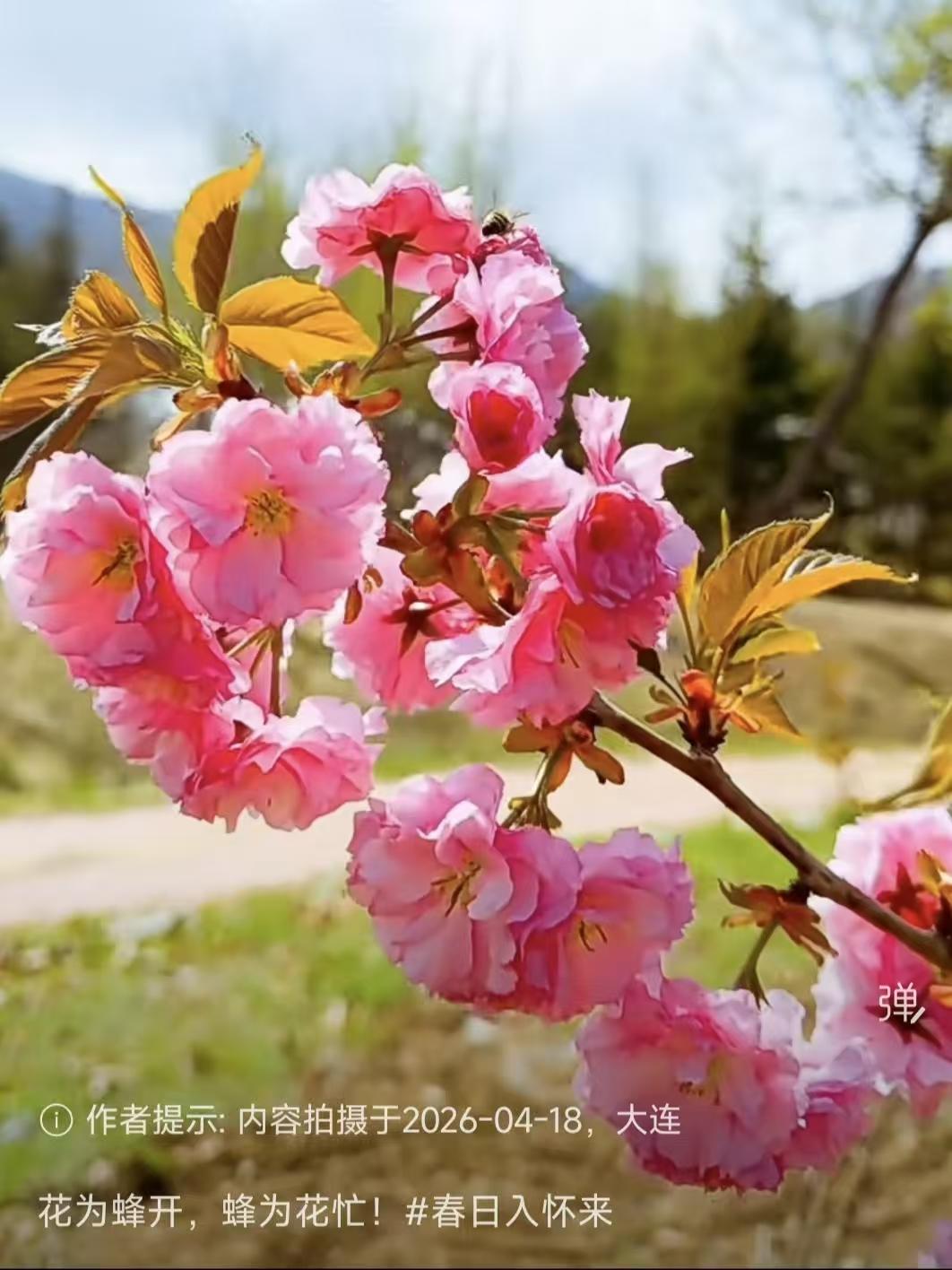 捣练子·蜂戏春
蜂作客，樱丛藏。
一身胭脂染暗香。
赖在花间成新喜，
风流只在百