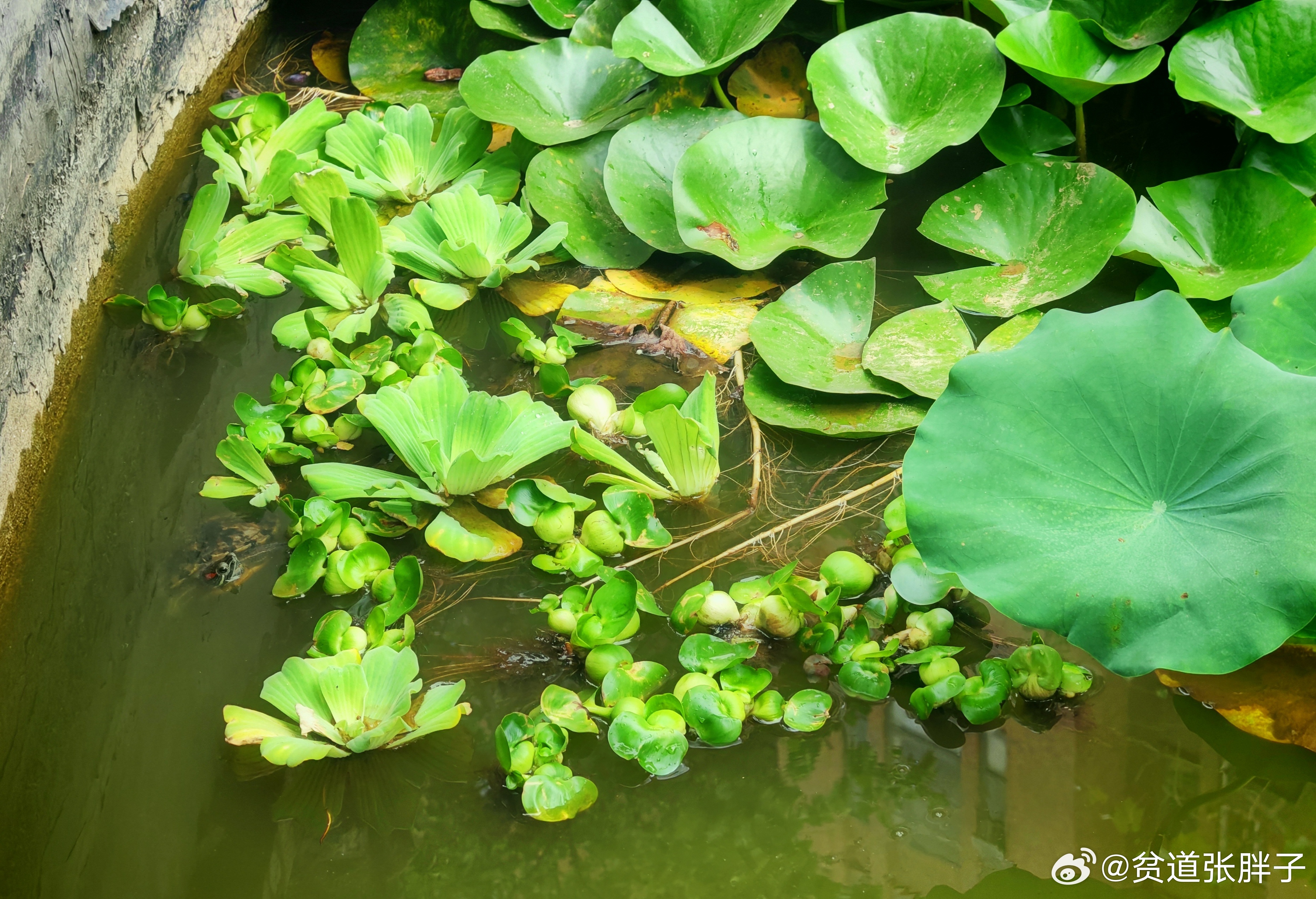 久在樊笼里，复得返自然。我们家在鱼缸里养了三十多年的老巴西龟，终于自由了，上大池