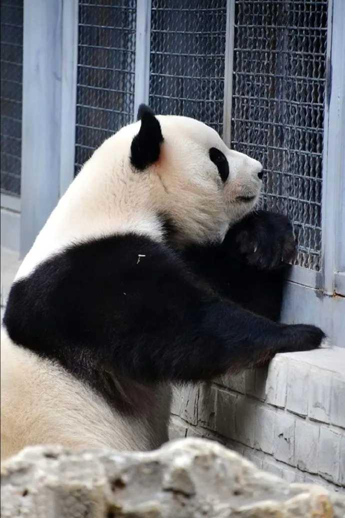 大熊猫智商是不是很高?
一提到大熊猫，满脑子都是圆滚滚、软乎乎、抱着竹子啃一天的