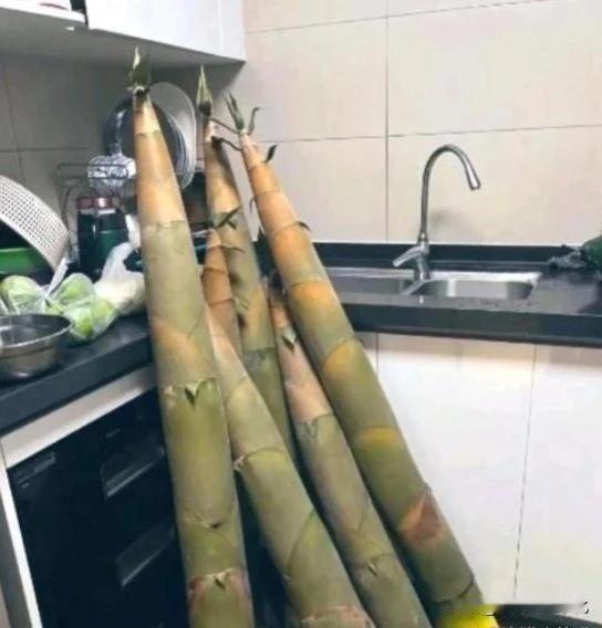 这是啥啊