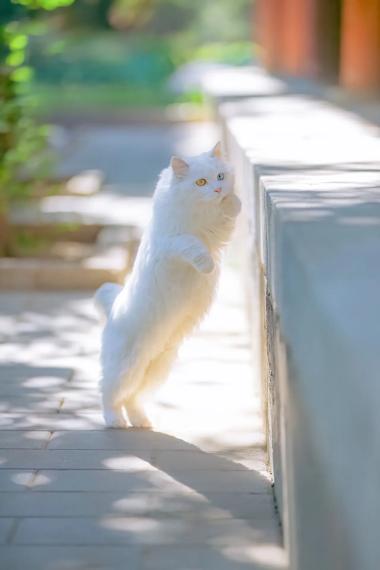 治愈人心的猫猫日历壁纸（十八）按理应该是明天发，但恰好遇上端午和父亲节...