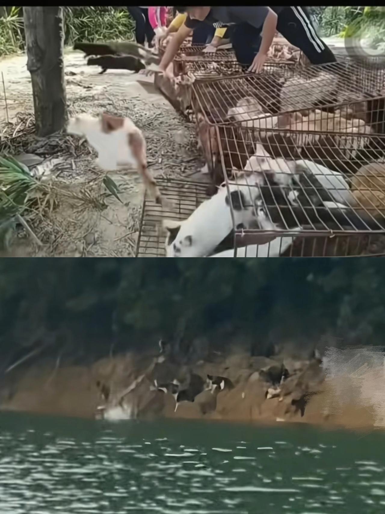 “太无知了”！广东多人在水库边“放生猫咪，结果部分猫受到惊吓跳进水里，万万没想到