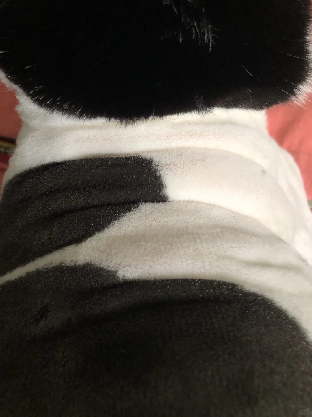 看图猜物
