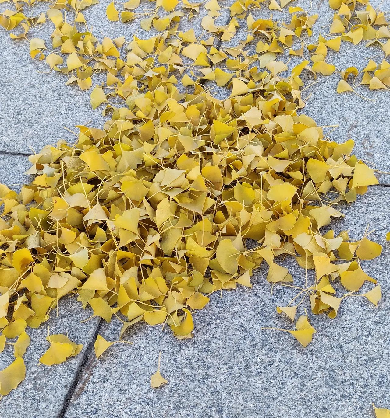 辽阳衍水大街强的银杏叶，黄金满地呀！