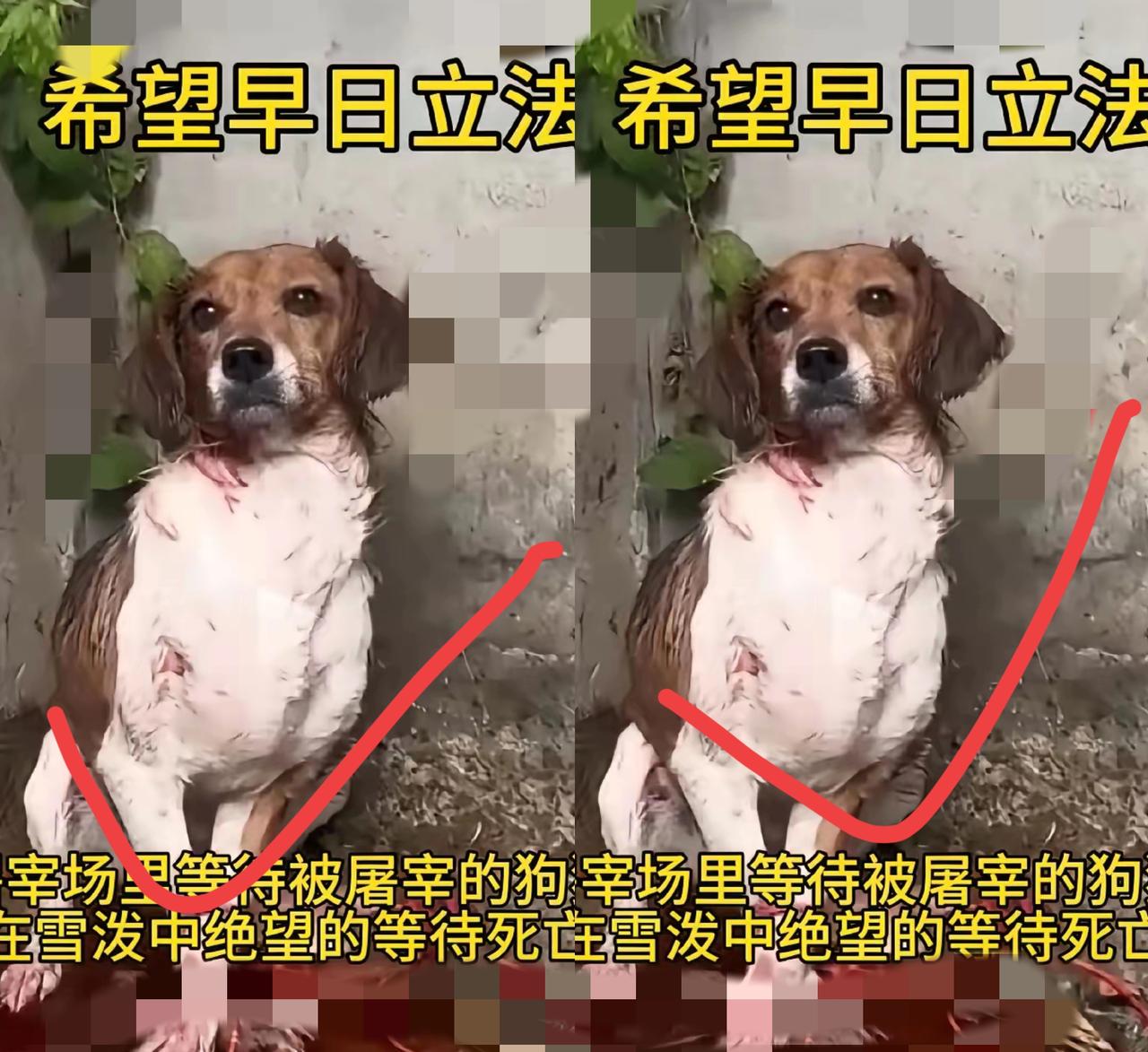 看到屠宰场里那些等待被宰的狗子，真的瞬间泪目！
       它们眼里满是绝望，