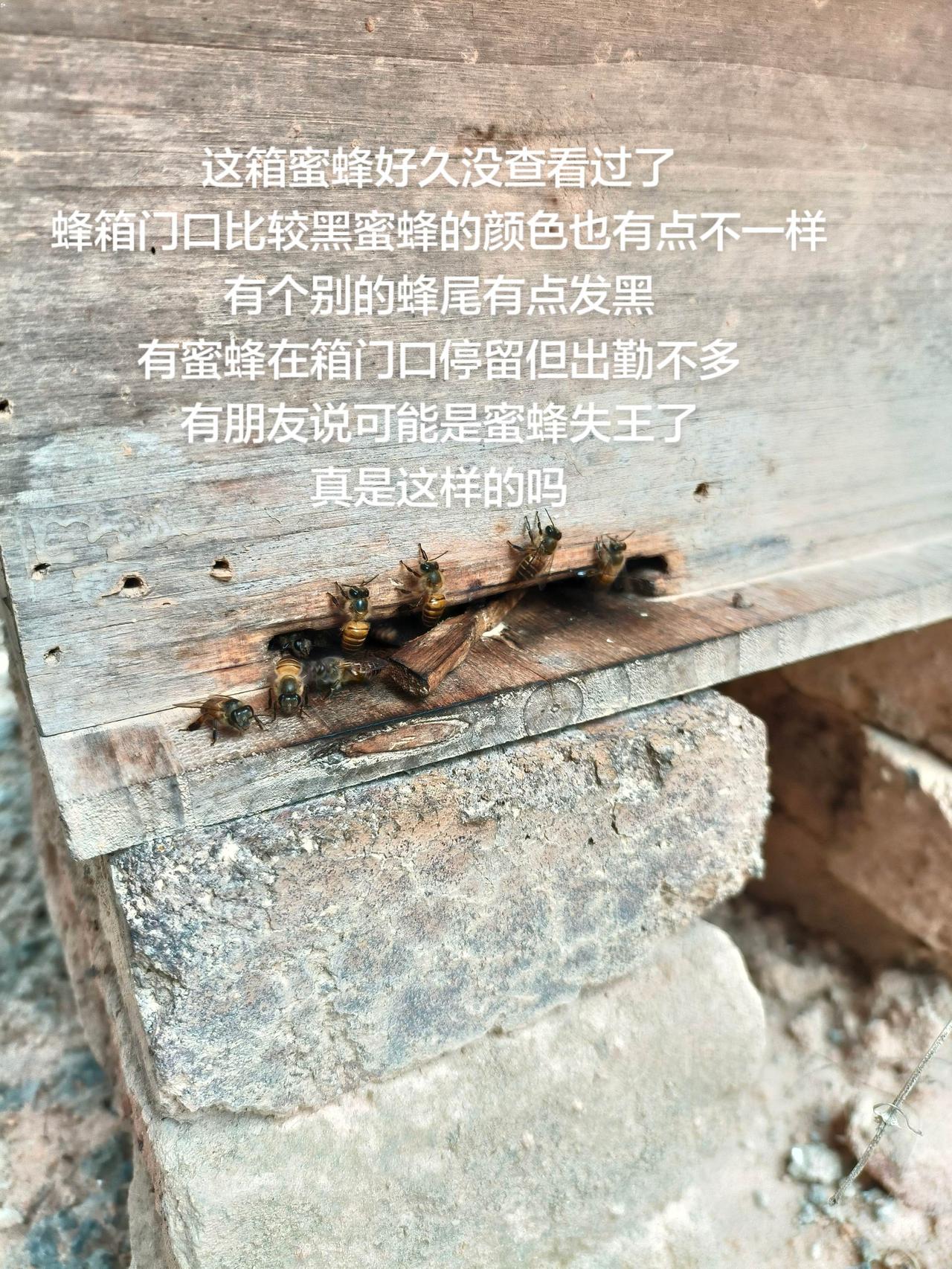 这箱蜜蜂好久没查看过了
蜂箱门口比较黑蜜蜂的颜色也有点不一样
有个别的蜂尾有点发