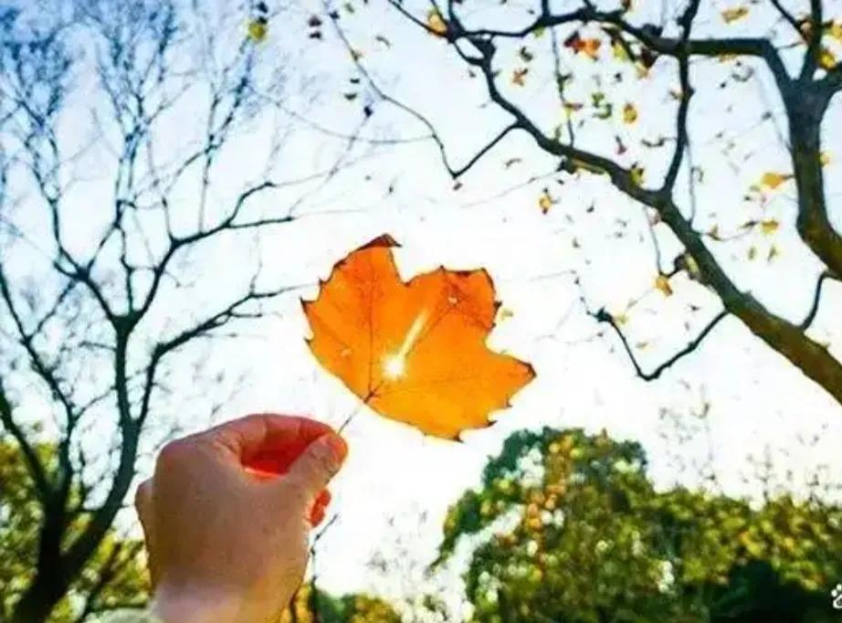 捡起一片落叶，拿在手里，我们还可以这样拍——看，这片叶子，我是在这里捡到的！
