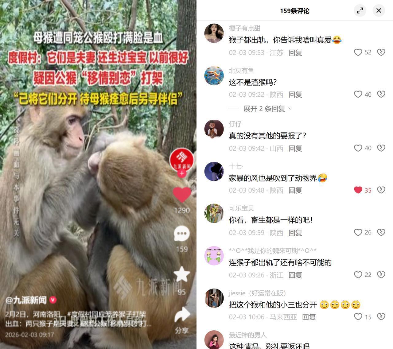 猴群打架，被编出移情戏码

河南某度假村两只猴子打架，园方给这事套了个公猴移