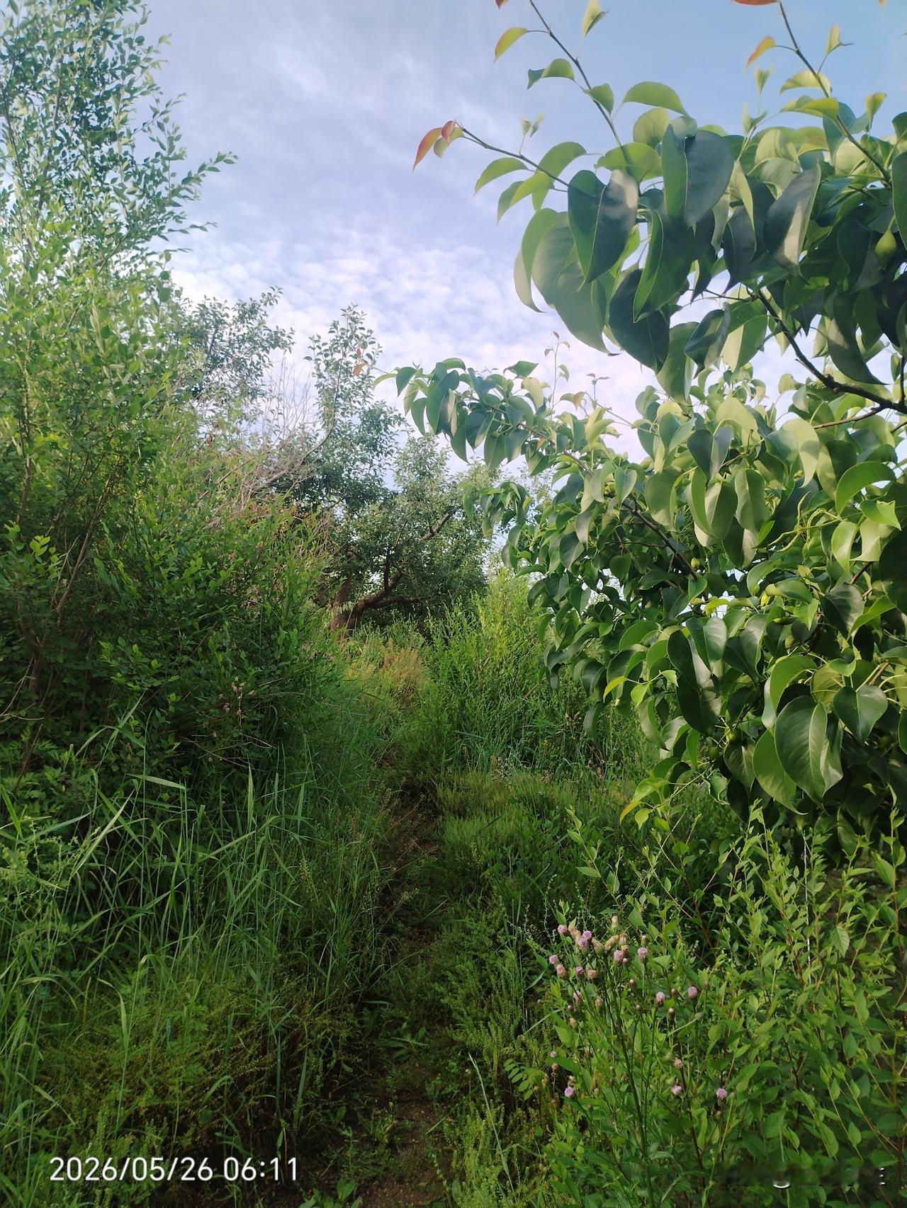 最近不吃晚饭了，不想吃。吃完饭就睡觉，感觉都胖了。

如果给你这样的生活，你愿意