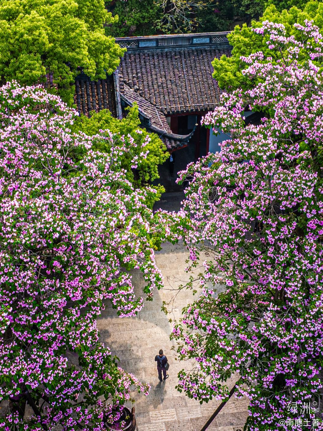 东岳庙 杭州｜吴山#春游季#  