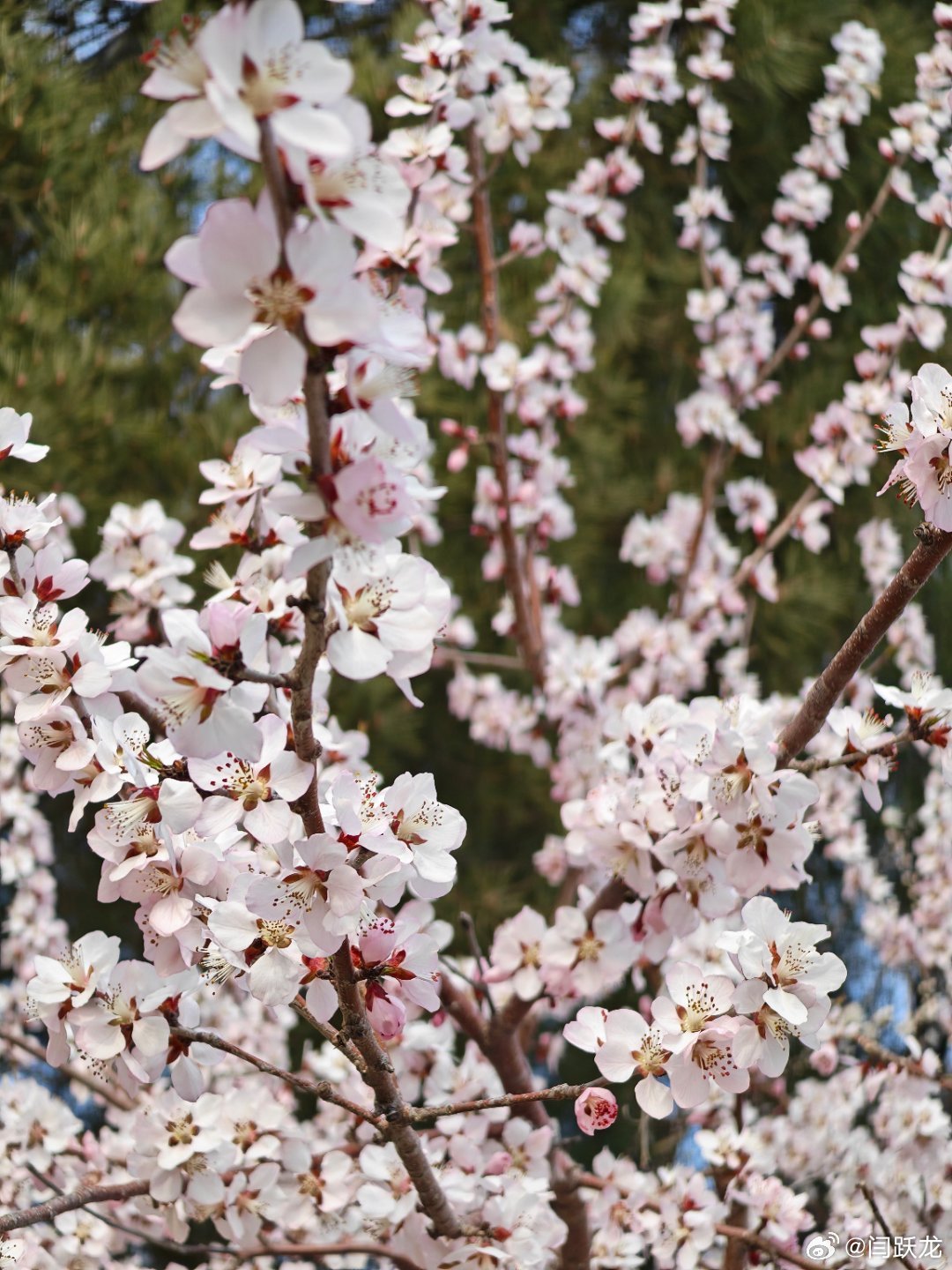 花开了春天 北京·圆明园遗址公园-长春园景区