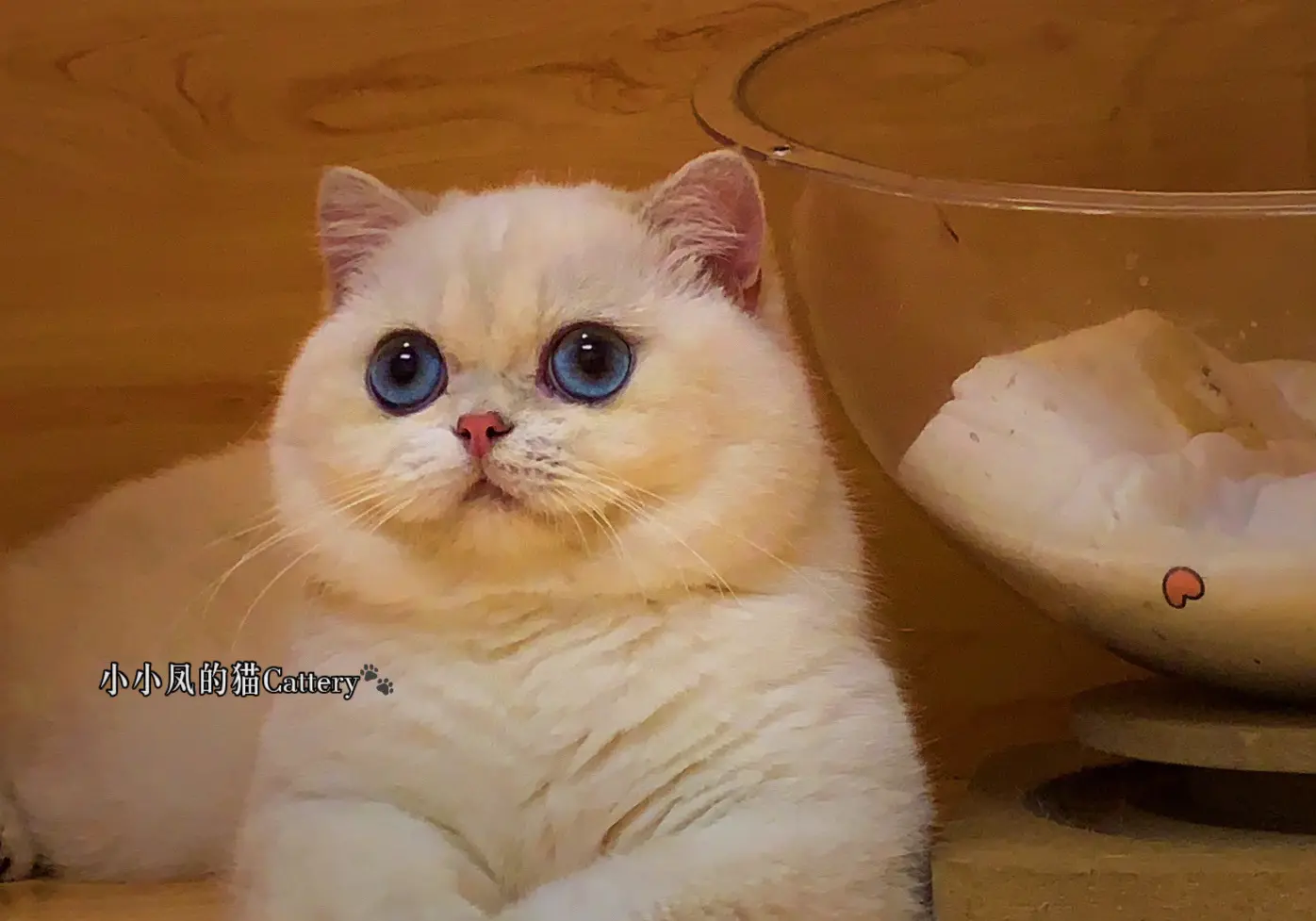 金点渐层 英短金点