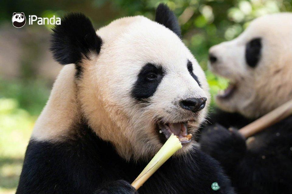熊猫守护者 一身蓬松黑白绒毛，挂着大大的黑眼圈，抱着竹子咔嚓啃食，吃饱就蜷成毛球