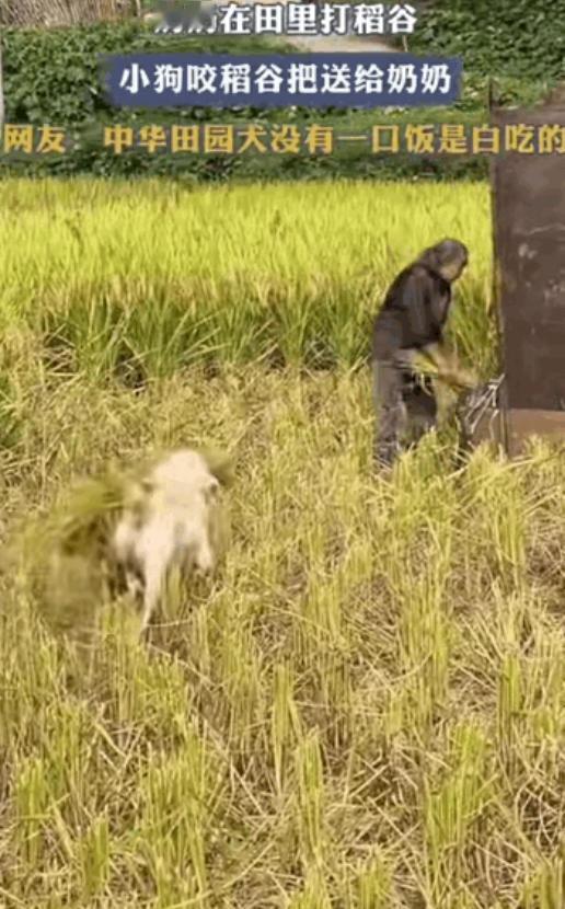 万物皆有灵性！四川，奶奶在田里打稻谷，可忙坏了家里的狗狗，奶奶没有指挥它，它就主