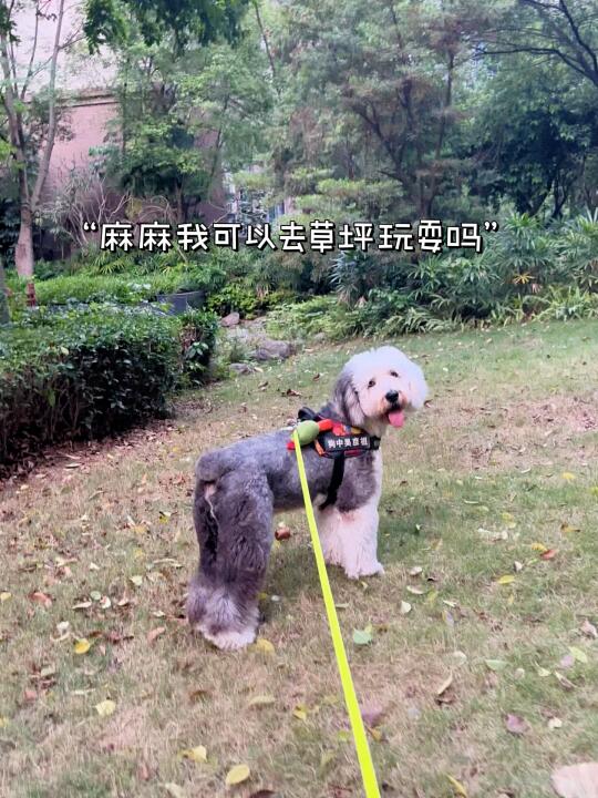 养狗人注意！驱虫实用贴士&好物分享