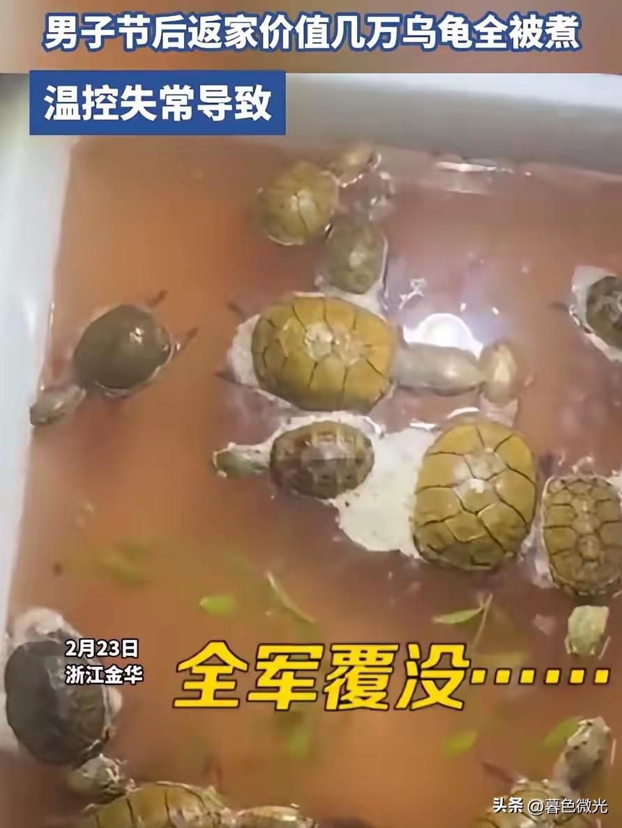 太惨了！浙江金华，男子过年返程回家，进屋后就闻到一股臭味，结果一看鱼缸傻眼了，离