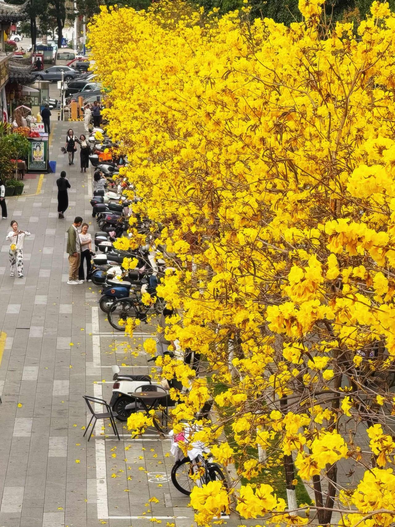 沙井万景楼的黄花风铃木
今年开得比往年还要疯！
	
明代古城楼配满树明黄
古风+