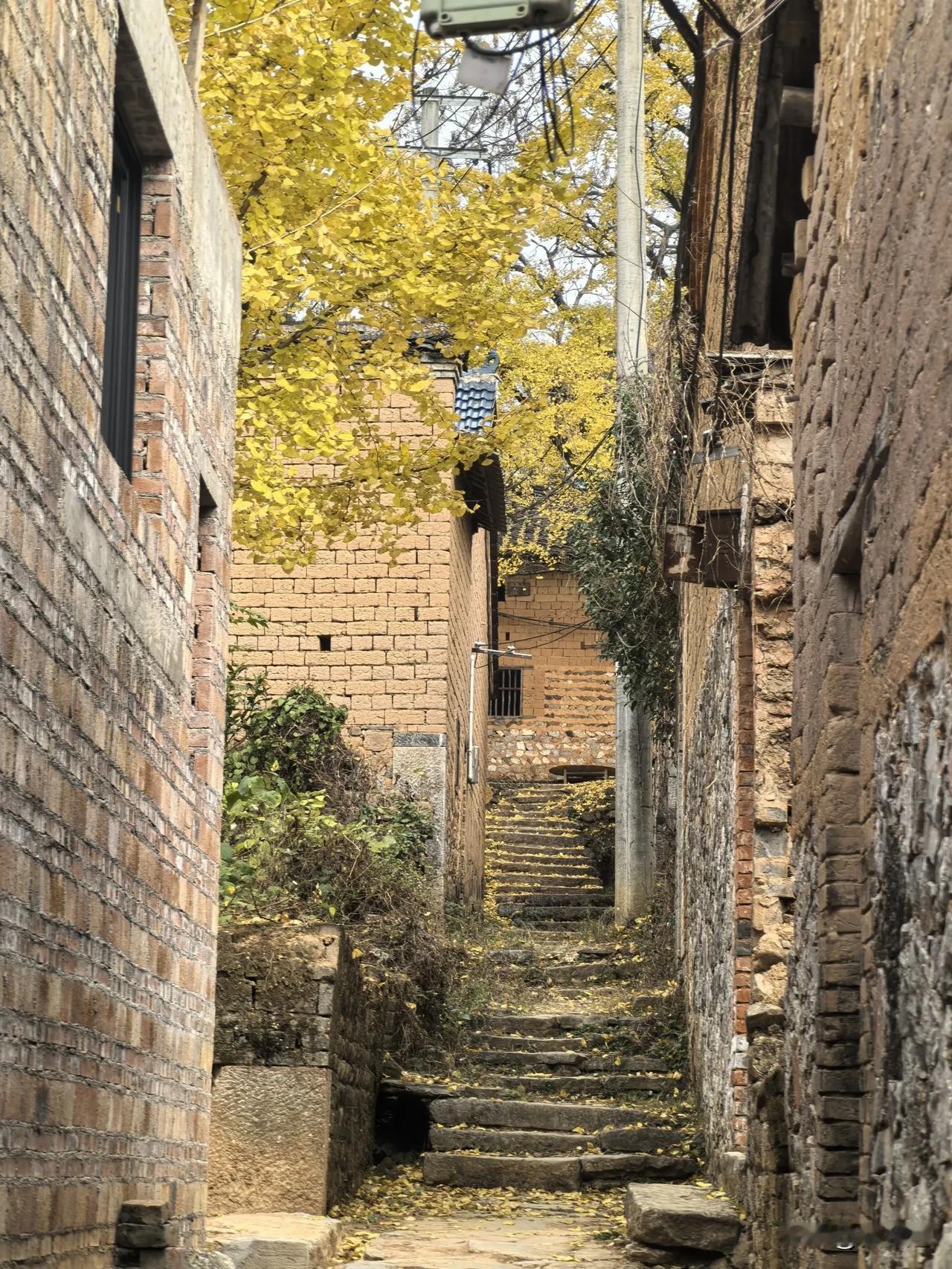 晒出你家乡最美的银杏照片桂林灵川海洋乡大塘边村