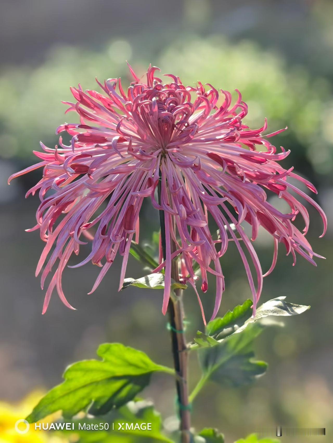 老公最近工作忙得昏天暗地，家就像旅馆。昨晚特别和他说，中午儿子要吃蛋糕，庆祝15