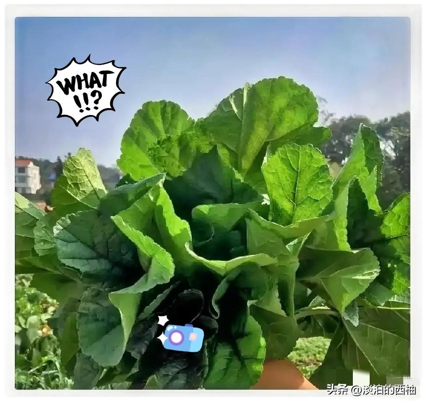 广东工厂招工，现在全变味了。

以前是厂门口贴张红纸，你进去，跟厂里签合同，拿底