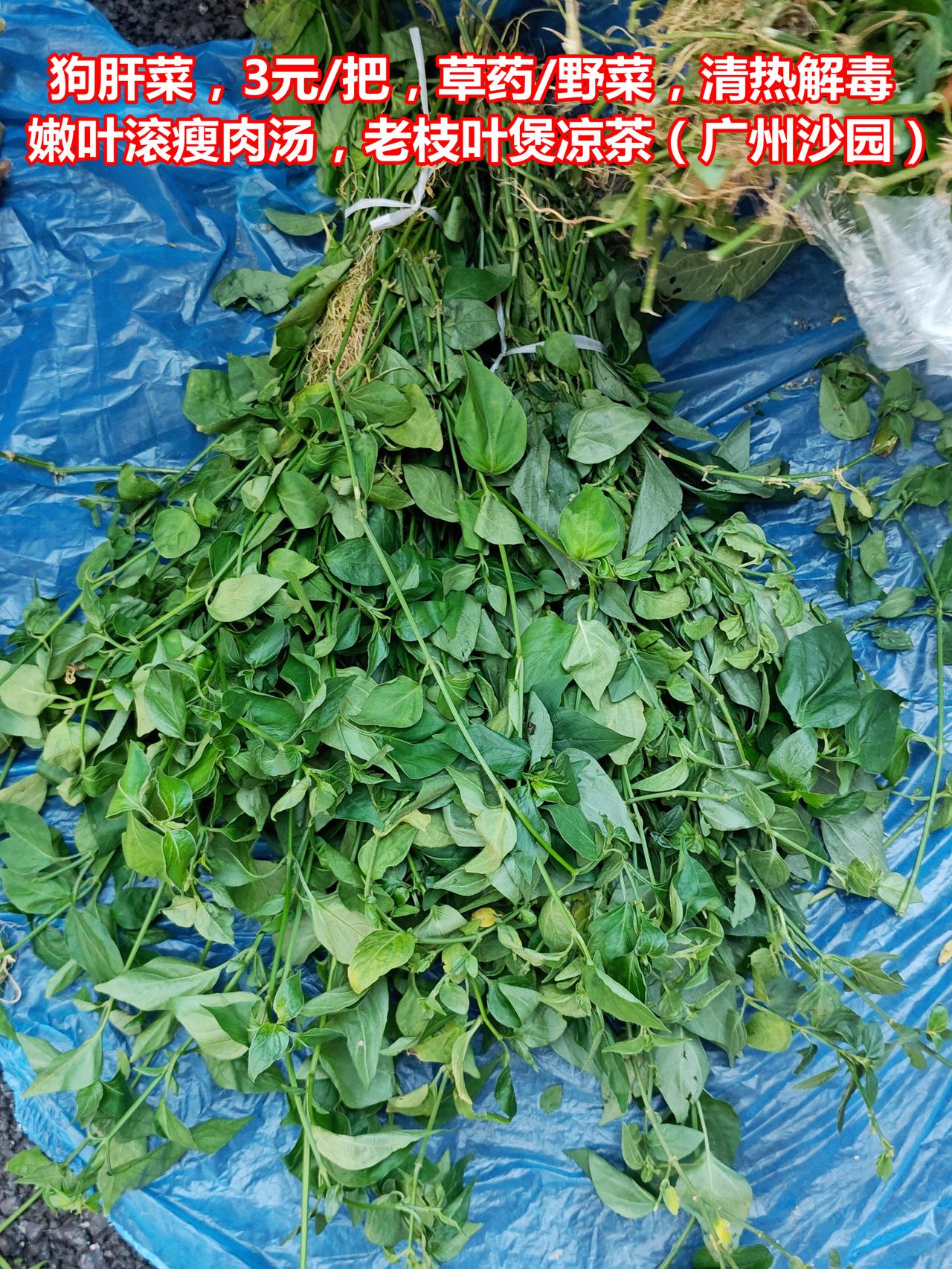 狗肝菜，3元一把，草药/野菜，清热解毒。嫩叶芽滚瘦肉/猪杂汤，老枝叶煲凉茶，直接
