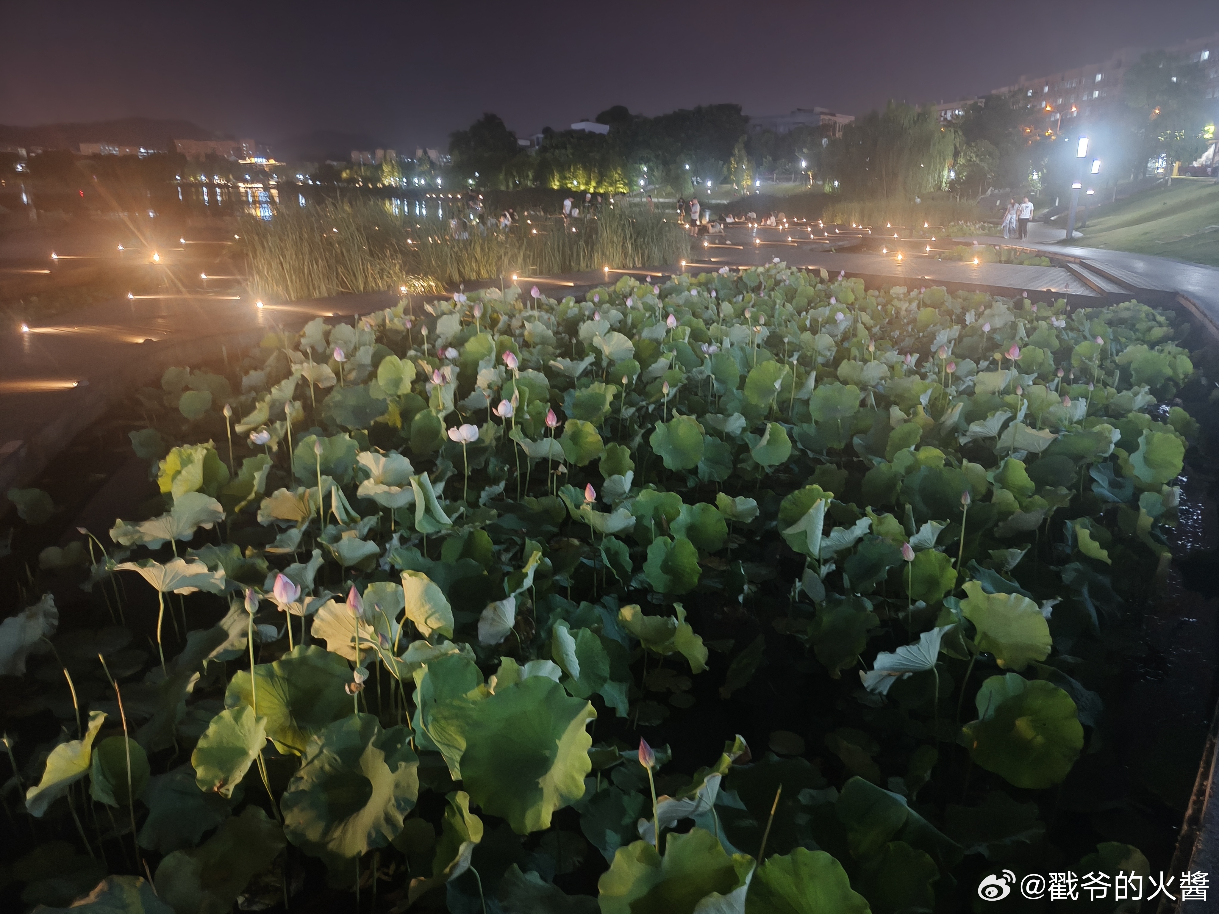 听取蛙声一片🐸🪷 长沙·后湖国际艺术区