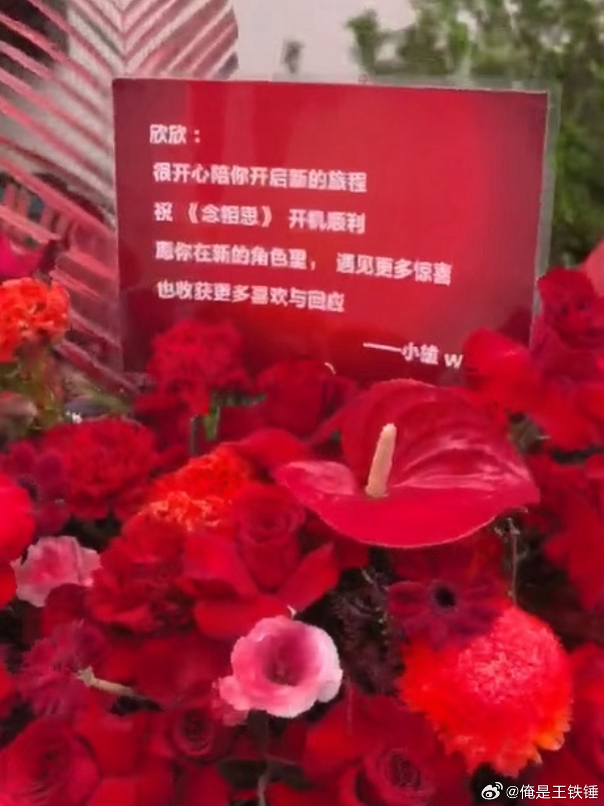 虞书欣我说你过于抢手了，新剧开机官宣了的没官宣了的品牌都来送花篮了“好亮眼的石榴