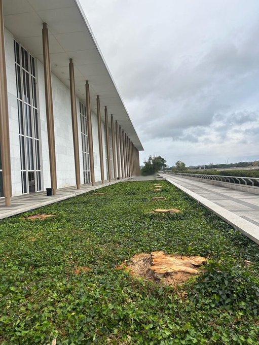 肯尼迪中心外那些标志性的垂柳树已经被特朗普砍掉了。