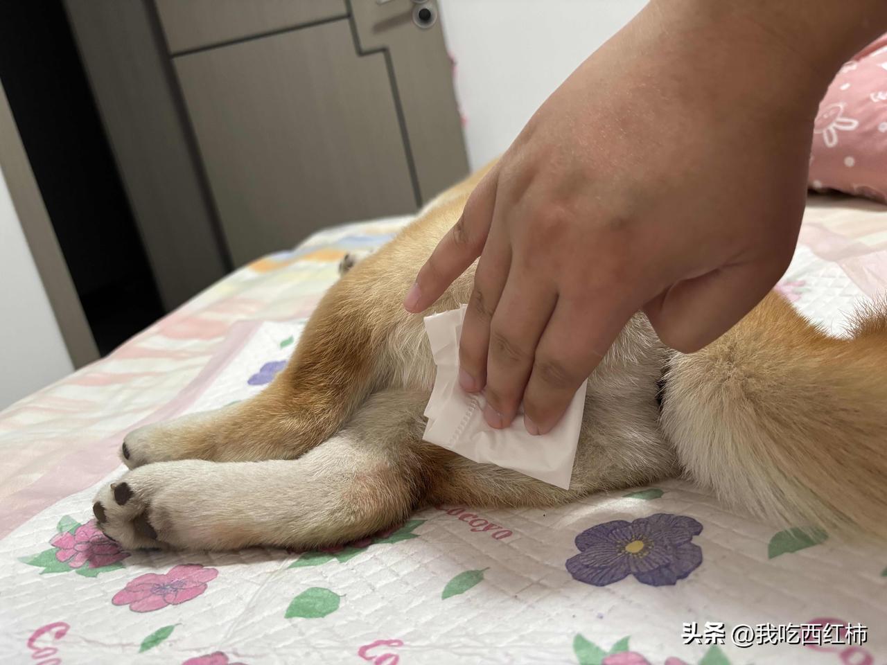 小狗第一次来月经，我就这样睡在她屁股后面，随时帮她擦屁股