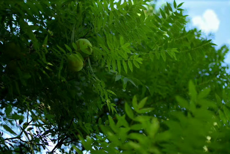 晚间散步回来，一个初学单车的小女孩摔了一跤，迅速扶起砸在身上的车子，让我想藏起来