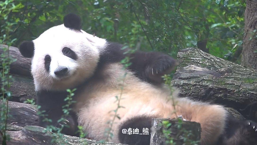 看完萌萌的花姐就睡了，晚安😴😴😴 