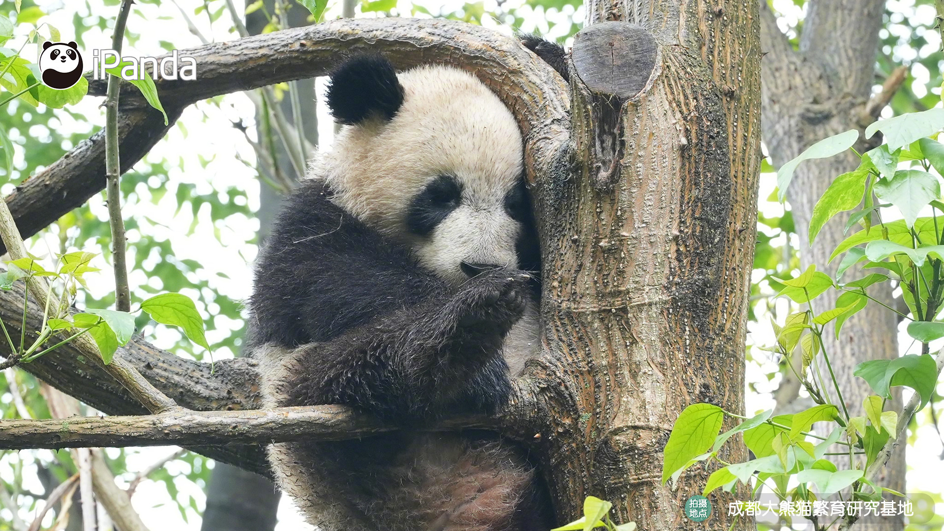 【大熊猫的治愈从早安开始🌟】📒名熊名言：把竹筐、木架、大树全都当成玩耍天地，