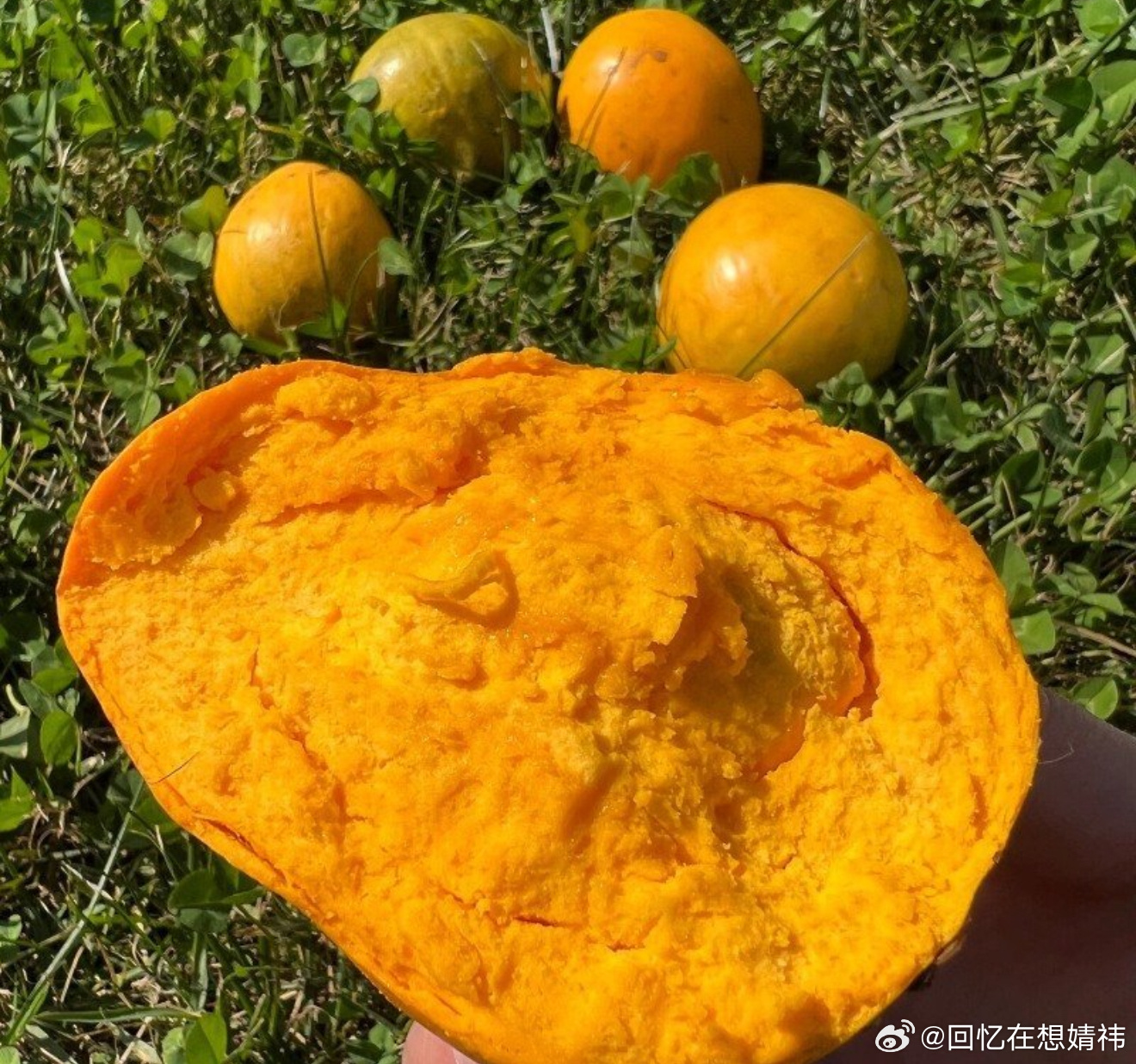 ✨海南小众宝藏水果｜鸡蛋果蛋黄果挖到一款很特别的热带水果🥰海南鸡蛋果，也叫蛋黄