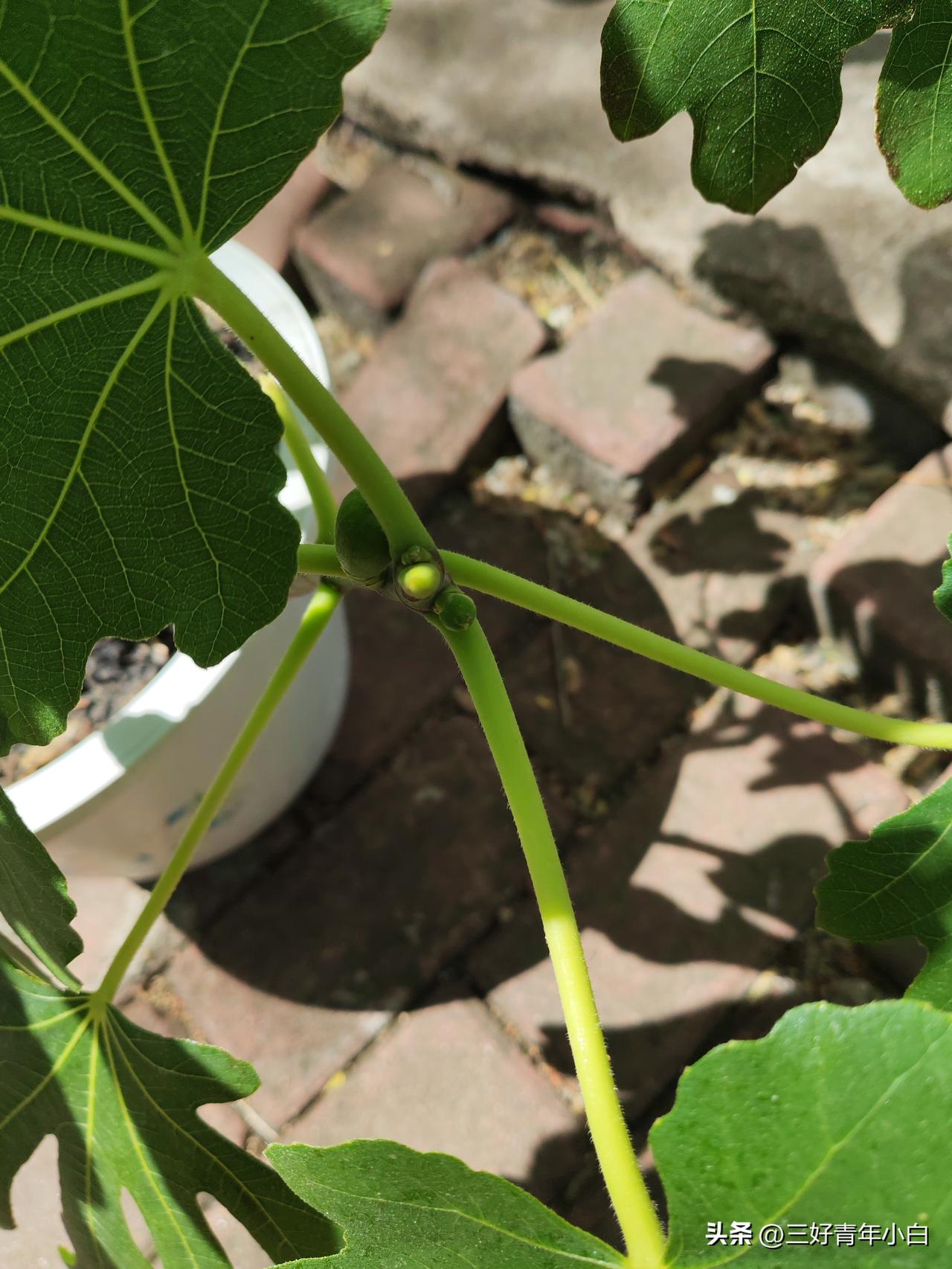 真心话茶局谁能想到昨天刚把无花果搬到室外，今天温度就降了。今天最低8度，目前实时