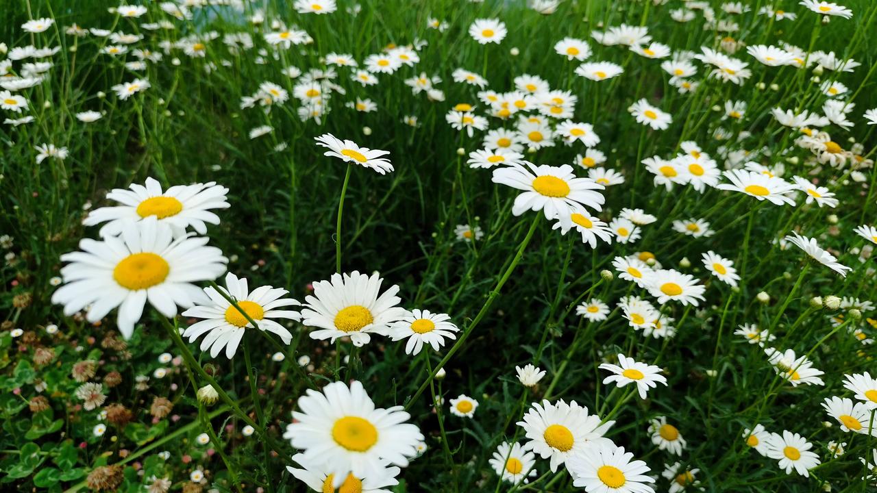 今年春天最想实现的心愿过好自己的每一天就好！分享随手拍下的花草