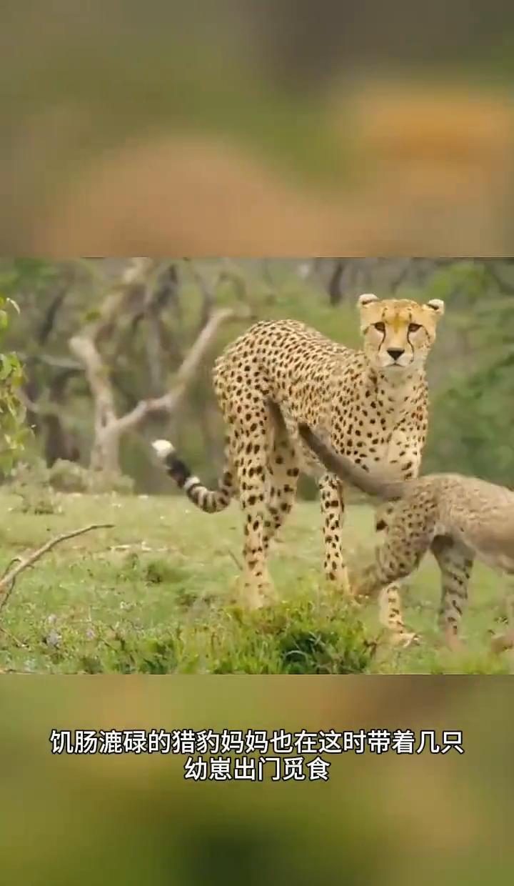 小羚羊刚落地就被猎豹盯上，这哪是巧合，这是草原上的生存剧本。
猎豹妈不养娃，专教