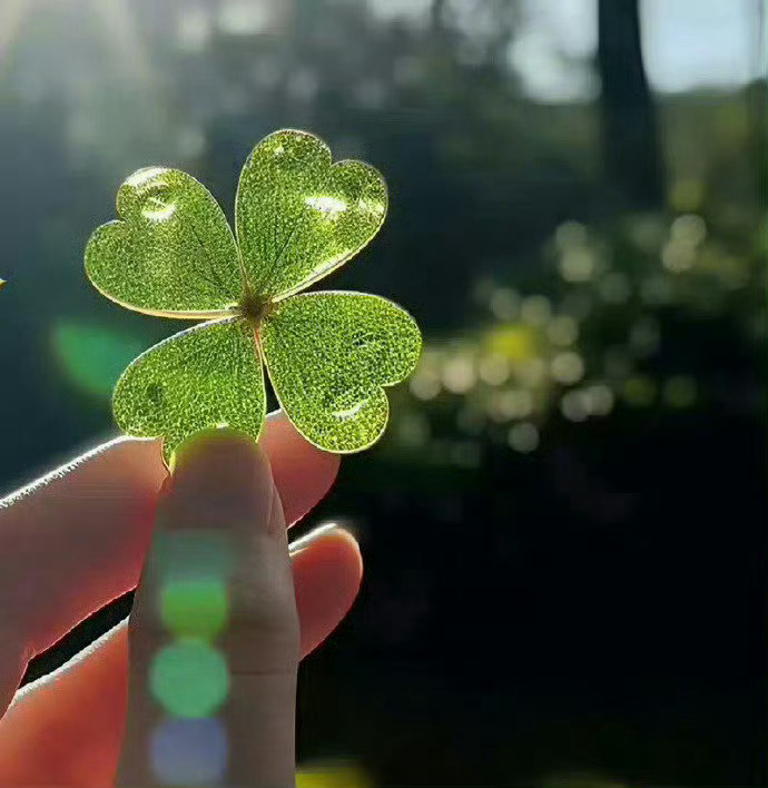 首页刷到四叶草 秒转 超灵的🙏 