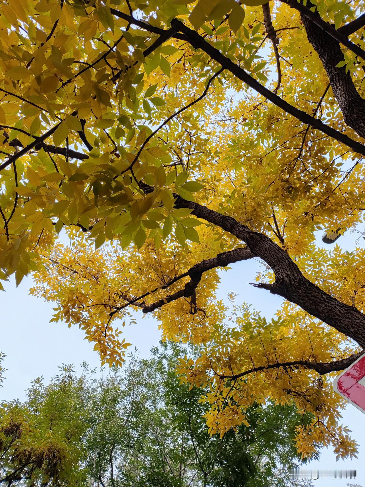 这个套路的确需要制度约束，否则一茬一茬[捂脸]