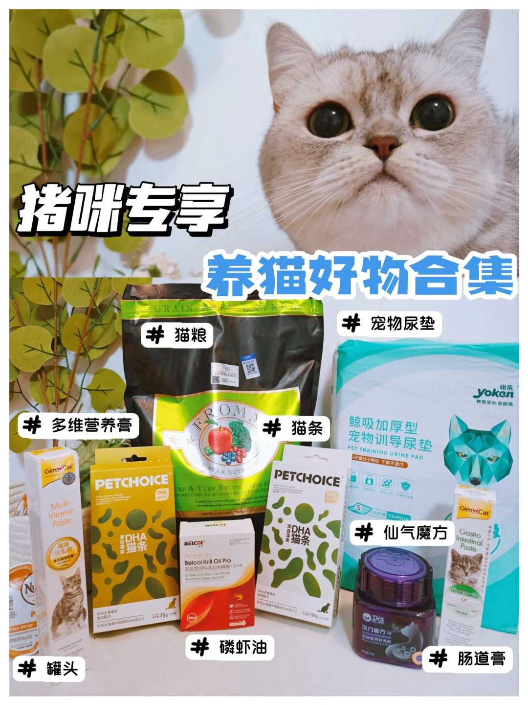 养猫好物合集｜那些年养猪咪的好物分享